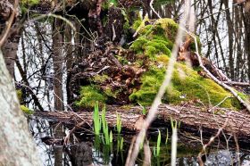 Frühling im Gehlbachtal